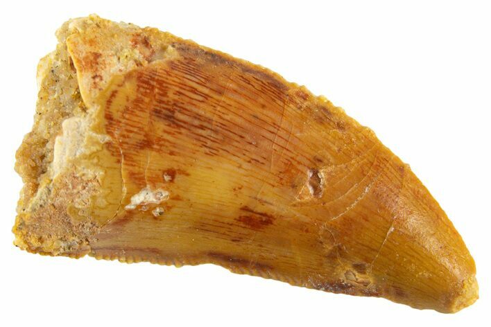 Serrated Raptor Tooth - Real Dinosaur Tooth #332446